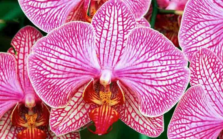 Orchidea