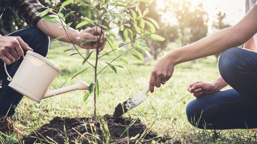 Giornata degli alberi e l'importanza di piantare un albero