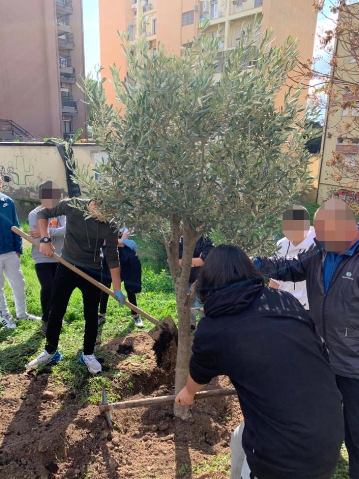Giornata degli alberi: Olivo piantato con gli alunni del Siotto
