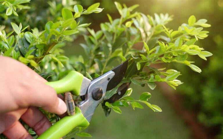 Potare gli arbusti sempreverdi in inverno