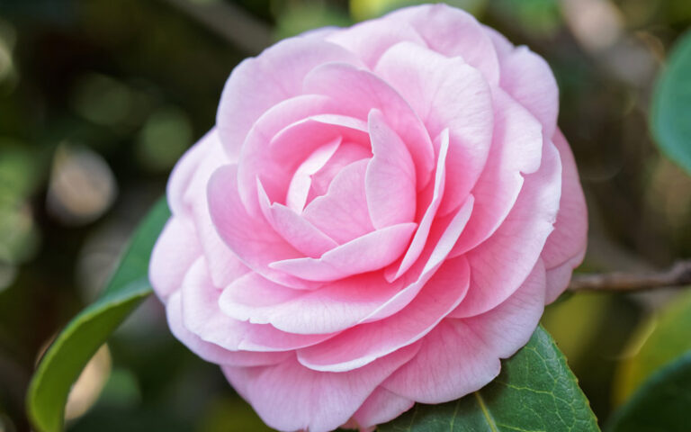 Camelia Japonica dello Sgaravatti Garden Center