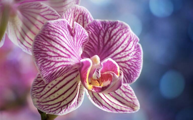 Orchidee in festa al Garden Center Sgaravatti
