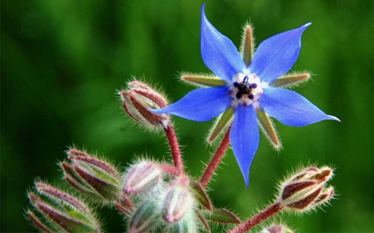 Fiore di borragine