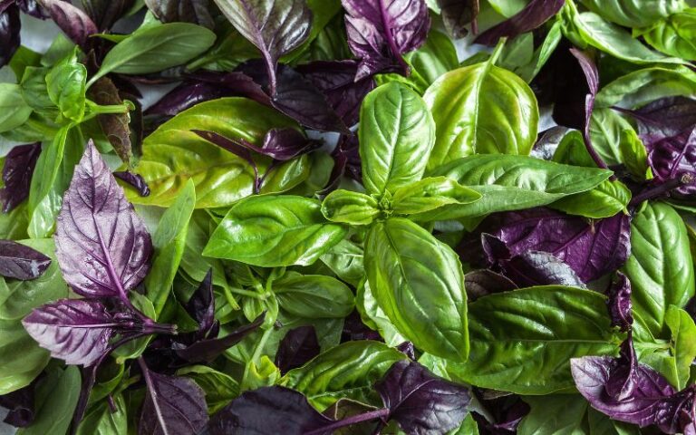 Il Basilico, non solo verde