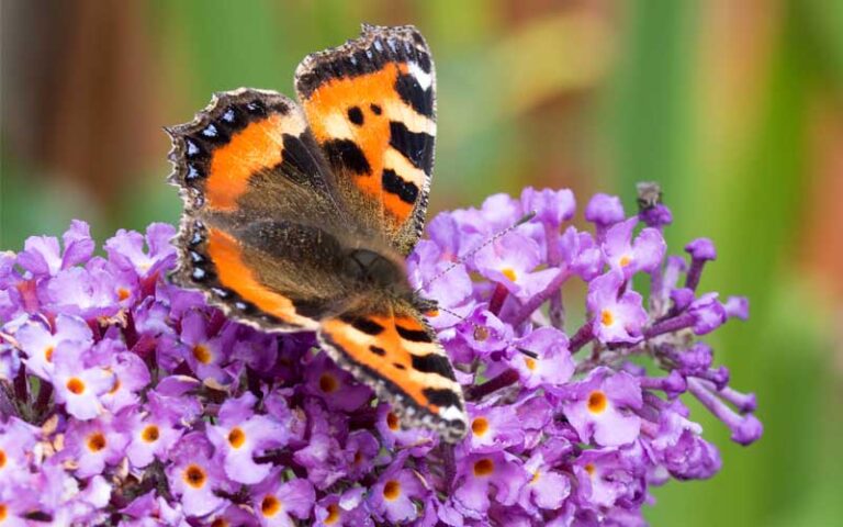 Fiori per farfalle: esempio di farfalla su fiore di buddleia