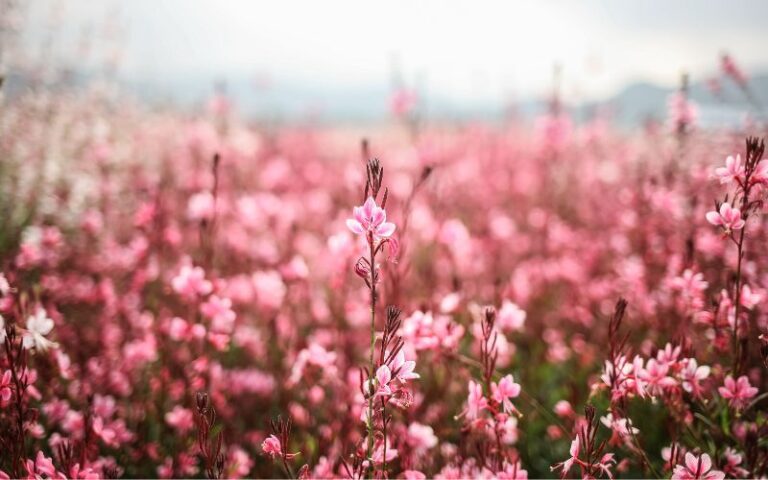 Foto di piante erbacee: la Gaura