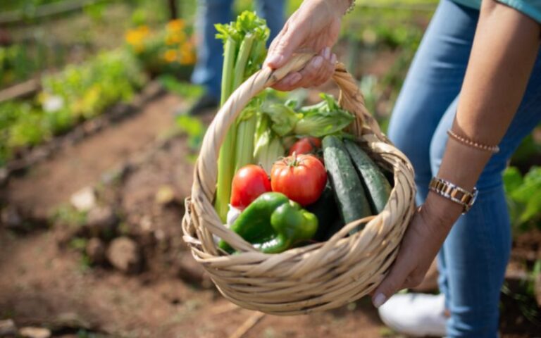 Orto in estate: la raccolta degli ortaggi