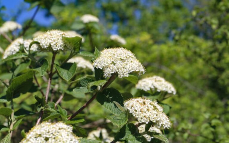 Tipo di sambuco: sambucus nigra