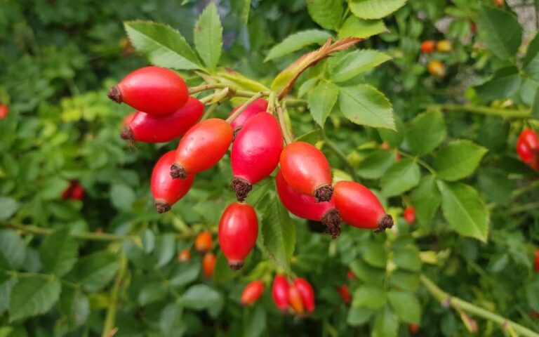 Bacche di rosa canina