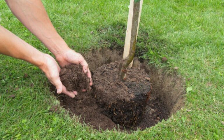 Piantare un albero