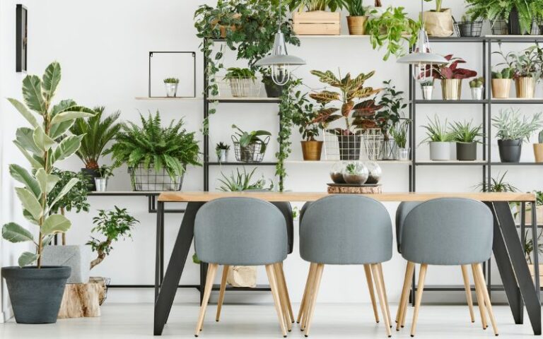 Piante d' appartamento