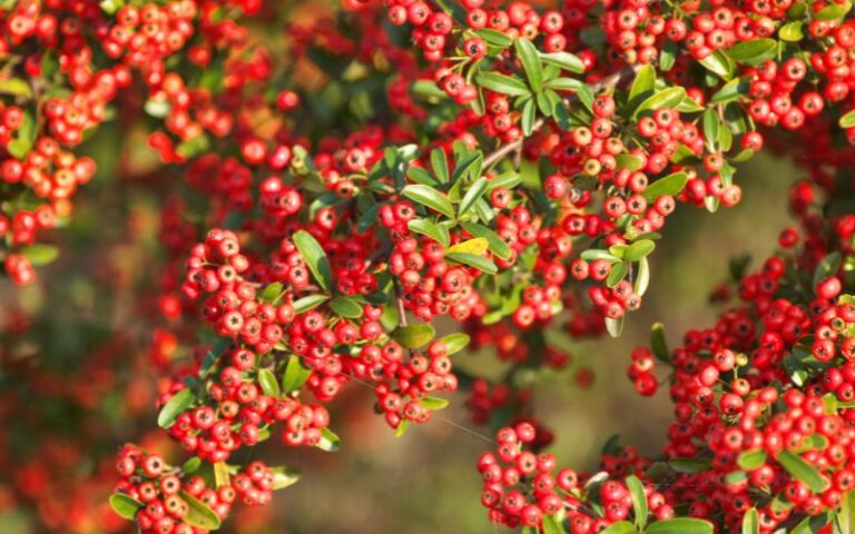 Pyracantha rosso
