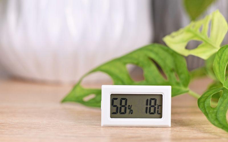 Temperatura ideale per piante d'appartamento