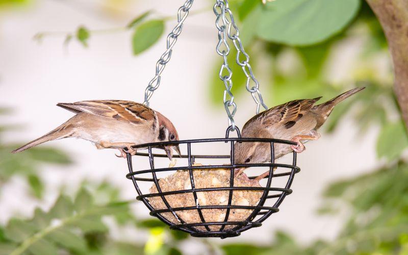 Come aiutare gli uccellini d'inverno: posizionate le mangiatoie
