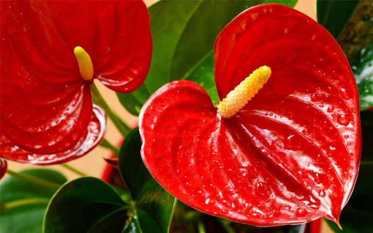 anthurium rosso