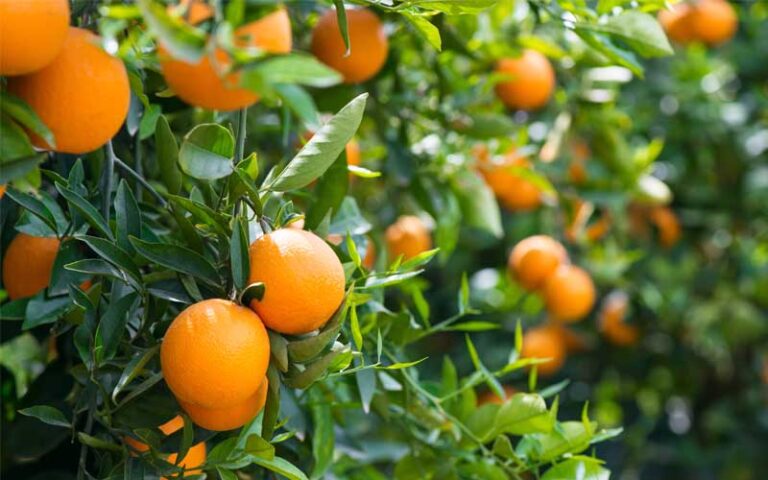 Arancio albero
