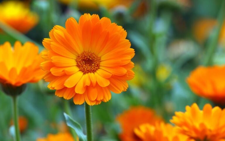 Fiore di Calendula
