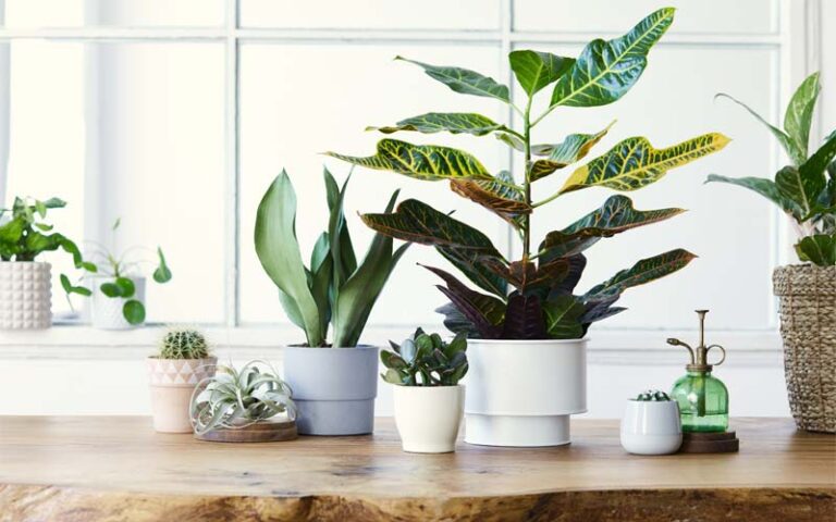 Piante antismog indoor