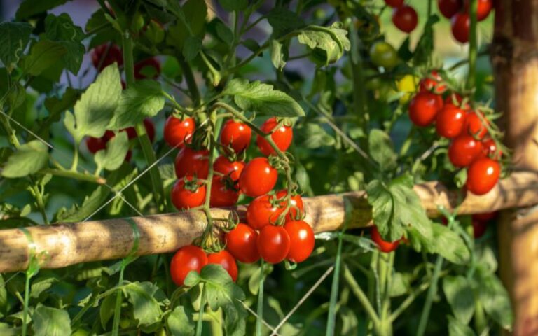 pomodori nell'orto