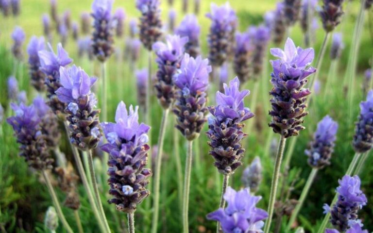 Lavanda in campo