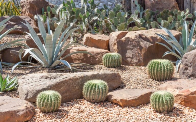 Dry Garden