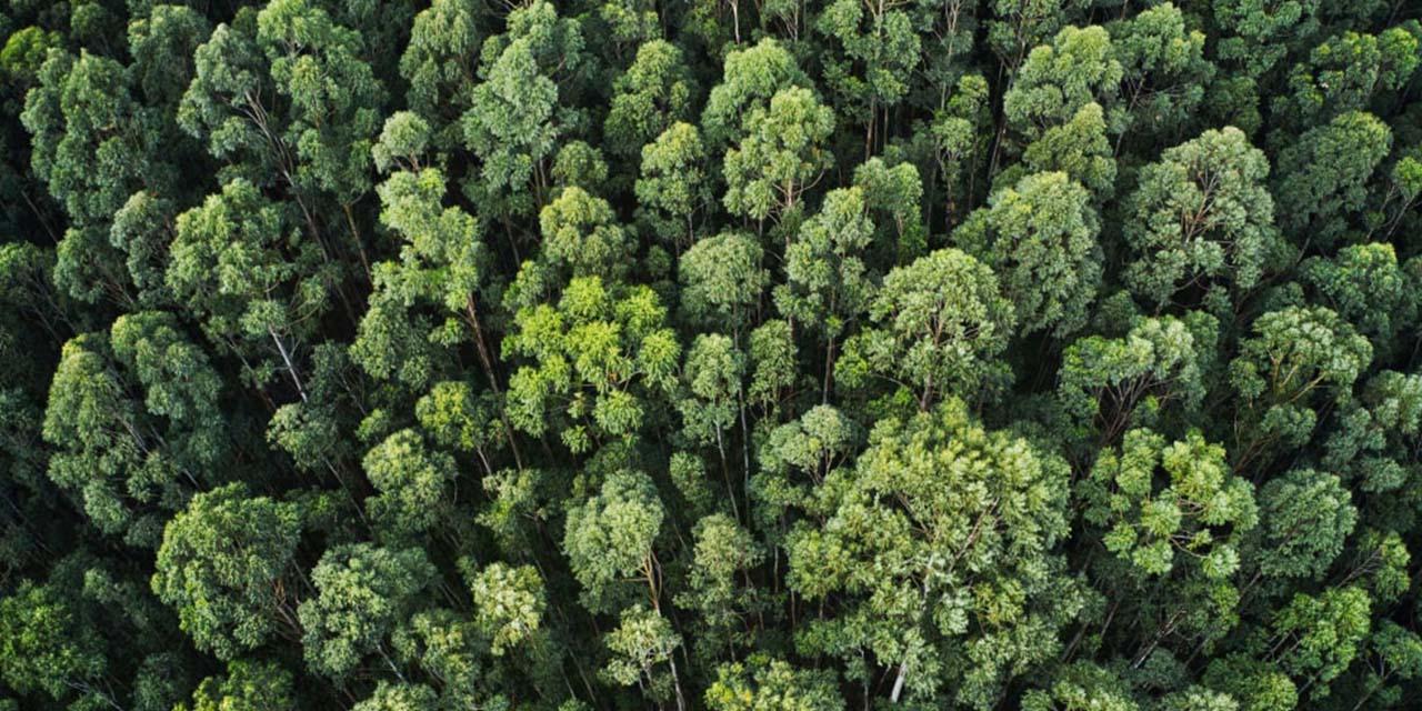 Foresta verde