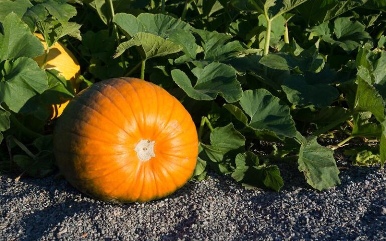 la zucca, scrigno di virtù