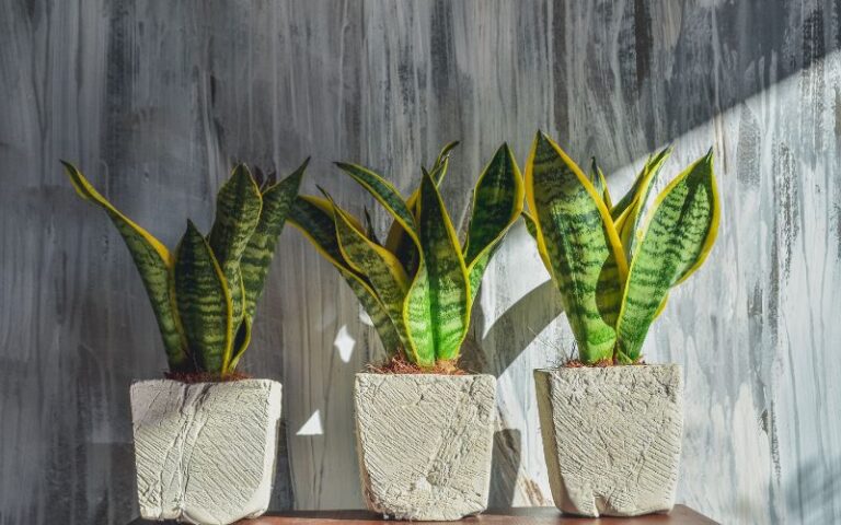 Pante di Sansevieria