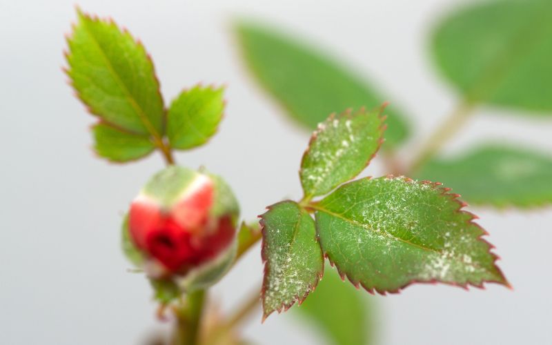 Botrite su foglia di rosa