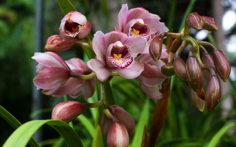 cymbidium rosa