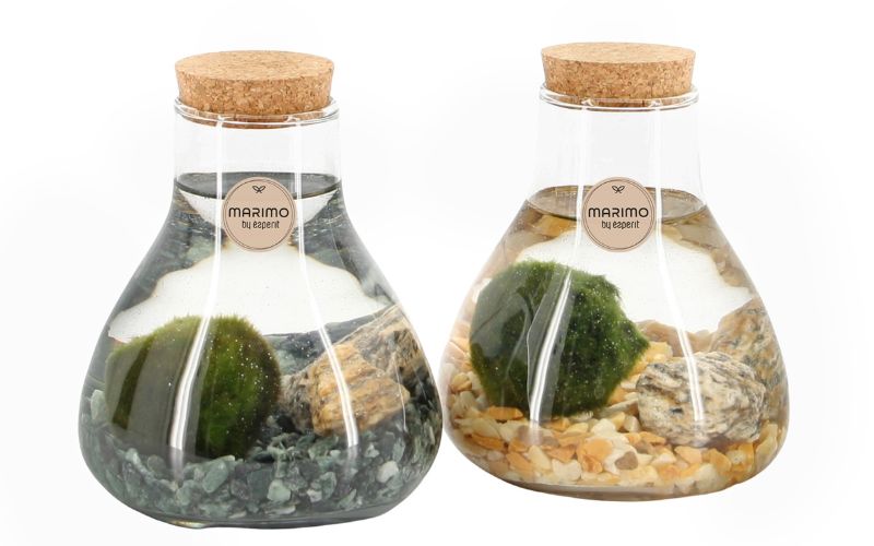 Marimo per San Valentino