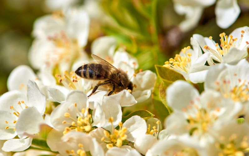 Insetti impollinatori in primavera