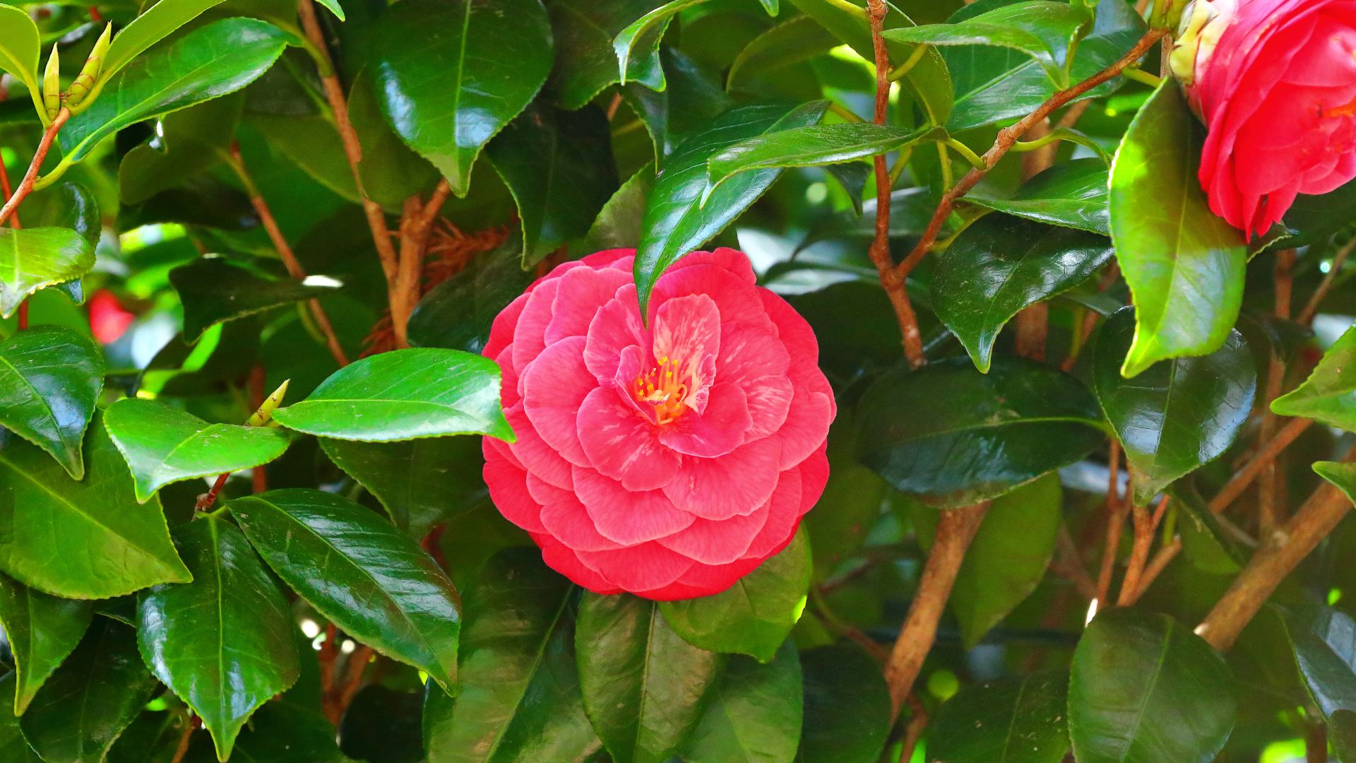 Camellia da terrazzo