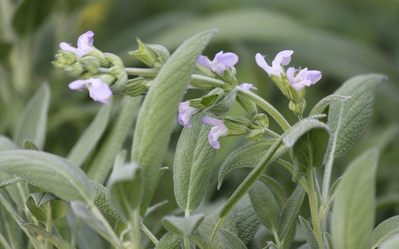 Salvia officinale