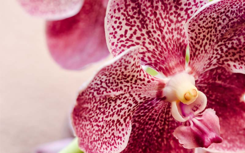 Orchidee in festa 2024, dal 23 al 30 marzo
