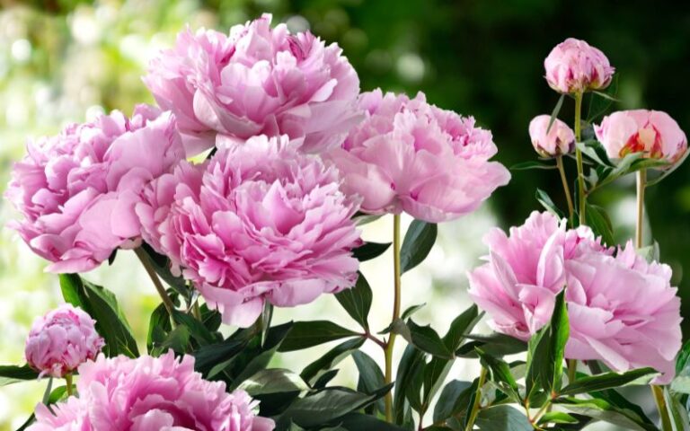 Peonia rosa