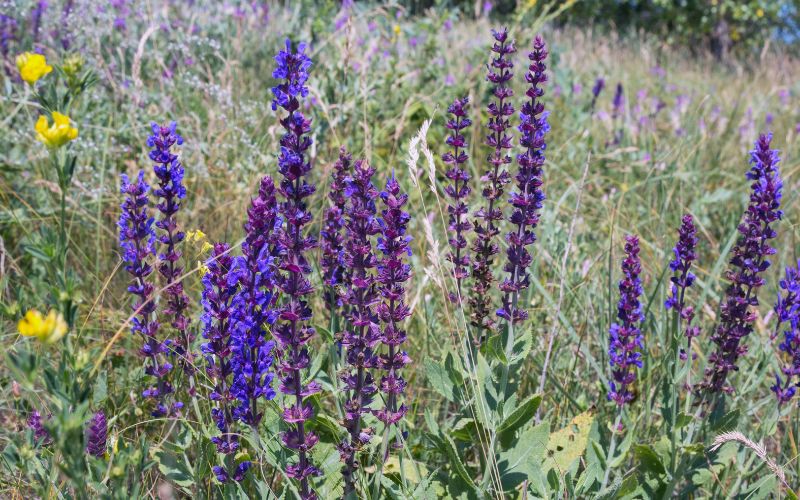 Salvia pratensis