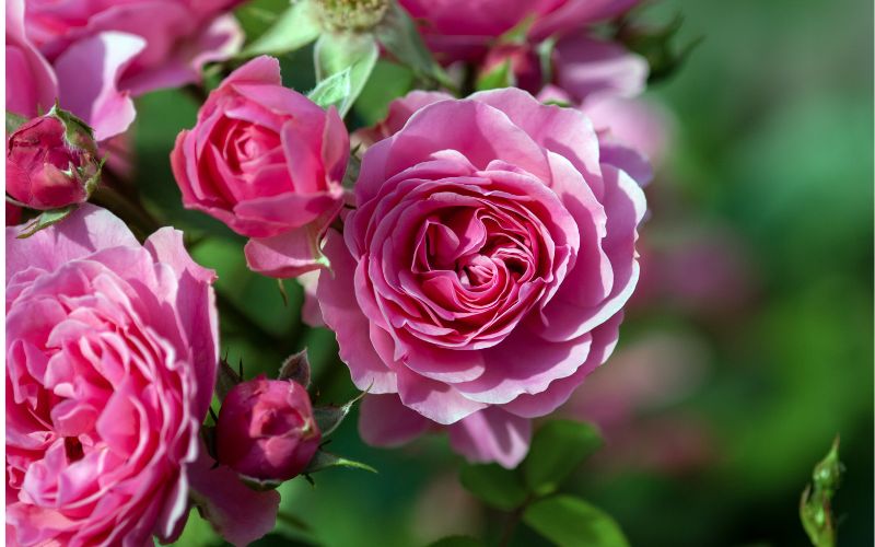 Mostra mercato delle rose 2024