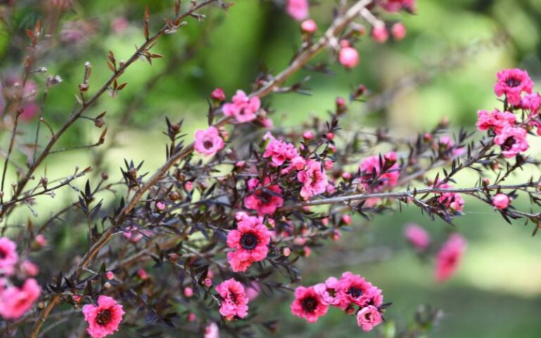 piante australiane: leptospermum scoparium - manuka