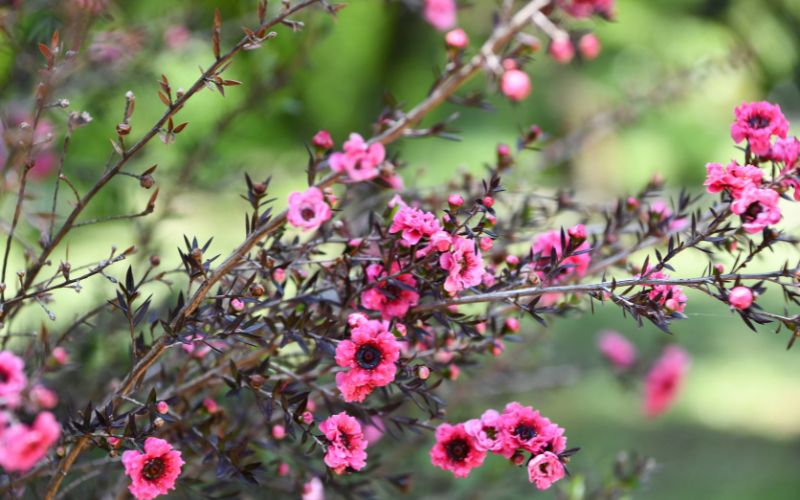 piante australiane: leptospermum scoparium - manuka