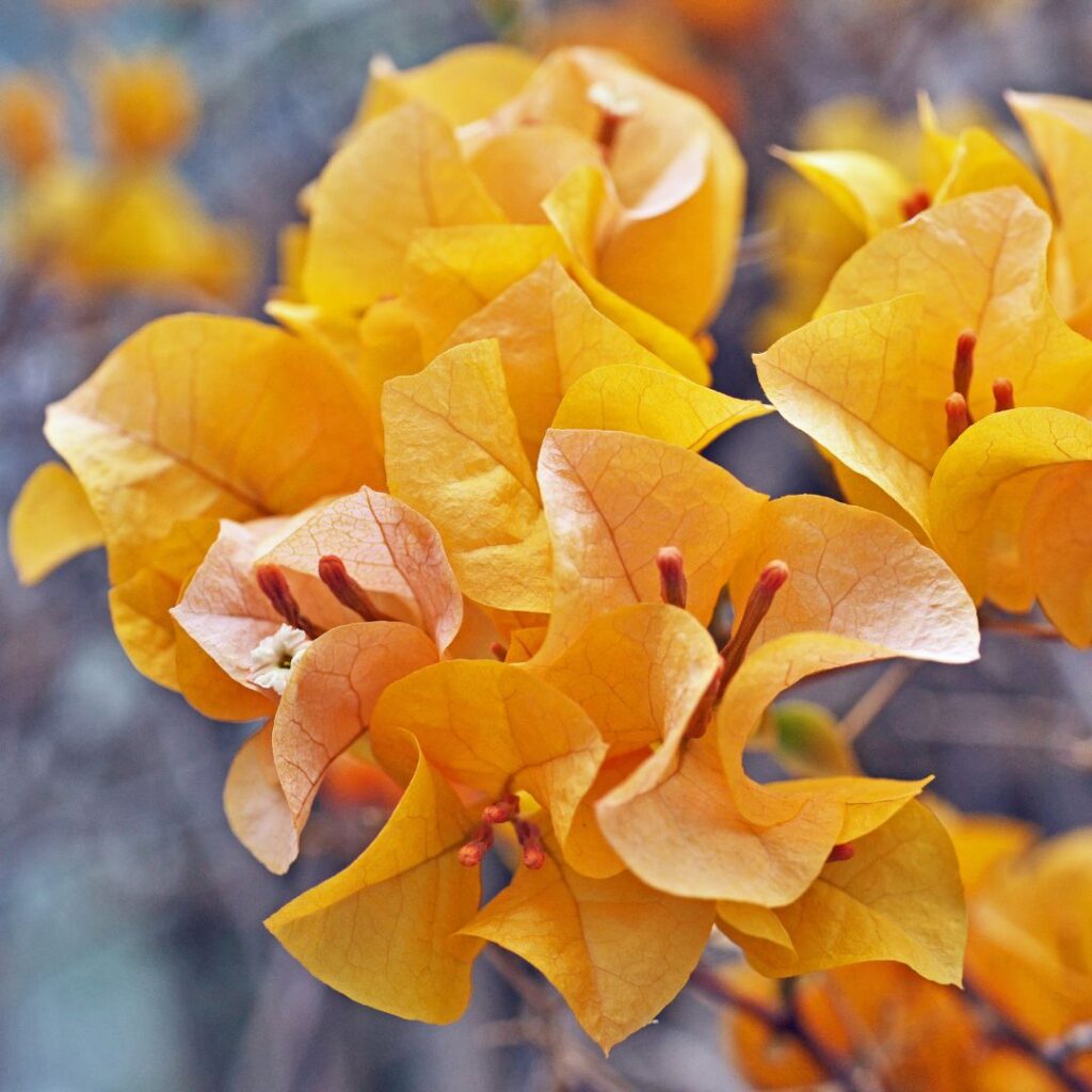 Bougainvillea gialla