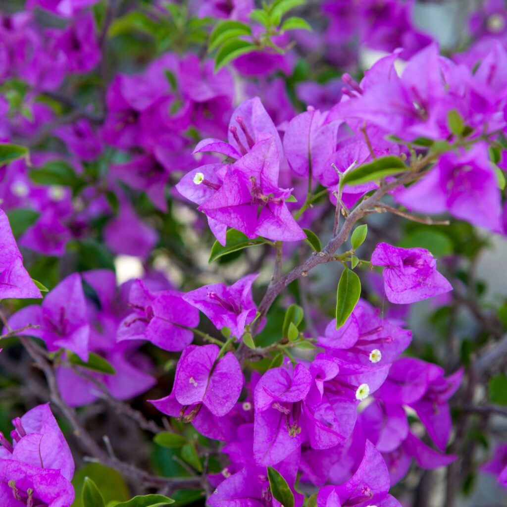 Bougainvillea viola