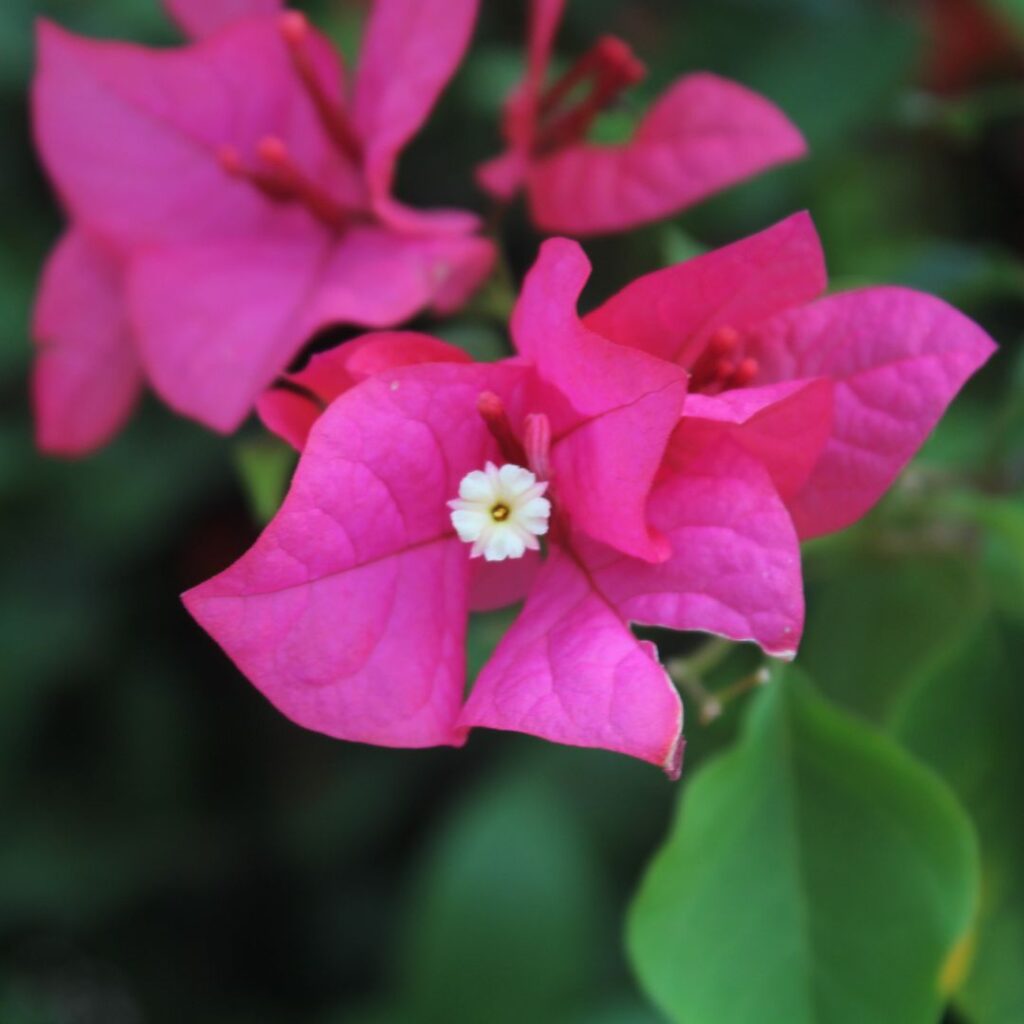 Bougainvillea glabra sanderiana