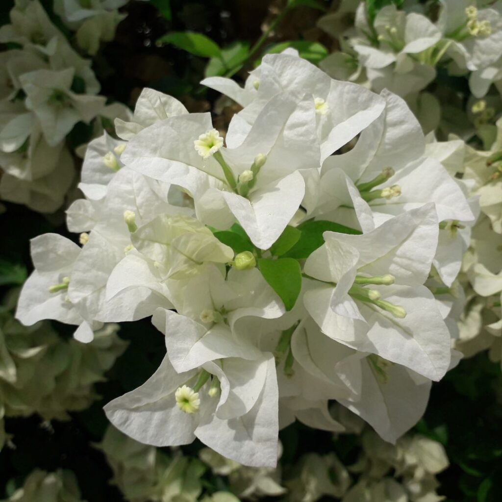 Bougainvillea bianca
