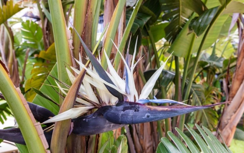 Strelitzia nicolai