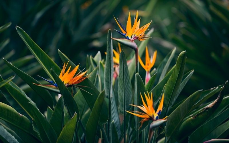 Strelitzia reginae