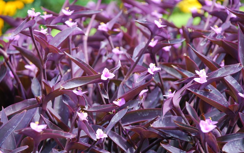 tradescantia