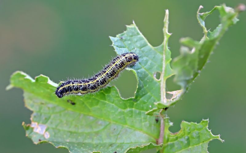 Larva di cavolaia