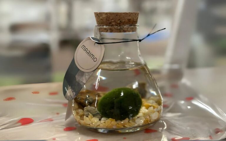 Marimo, l'alga palla di origine Giapponese