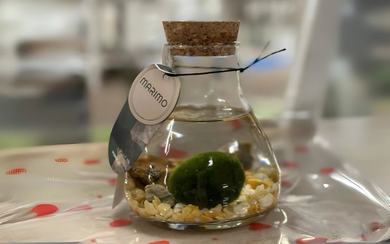 Marimo, l'alga palla di origine Giapponese
